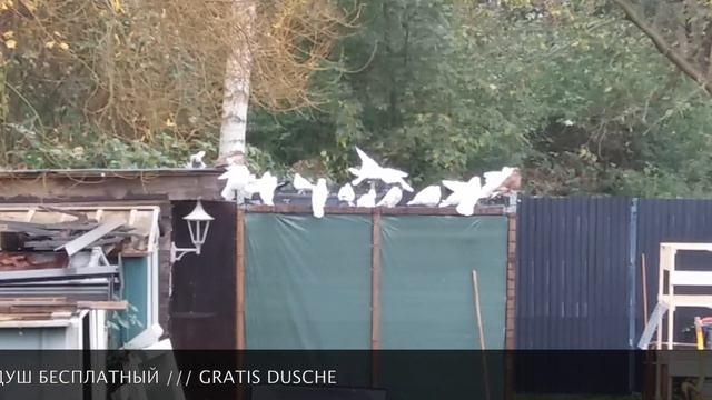 ГОЛУБИ ДЛЯ ДУШЫ TAUBEN HALTEN AUS LEIDENSCHAFT смотреть онлайн