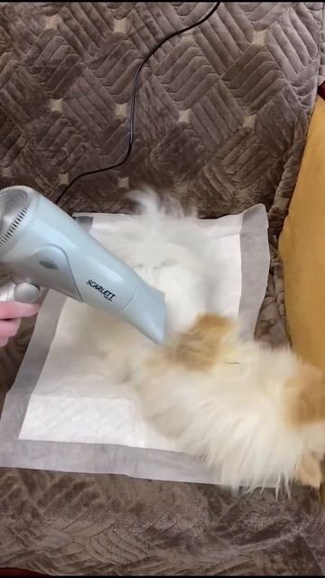 это пипец! #животные #няшка #юмор #dog #померанскийшпиц #cutedog #funny #pet смотреть онлайн