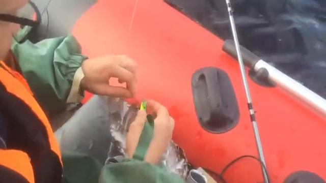 Тролинг поймали чайку на воблер смотреть онлайн
