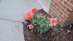 Сорт  Розы Альфред  Сислей - недавно посадила эти кусты,но Потенциал Видно  !!! Шикарный сорт3.08.2