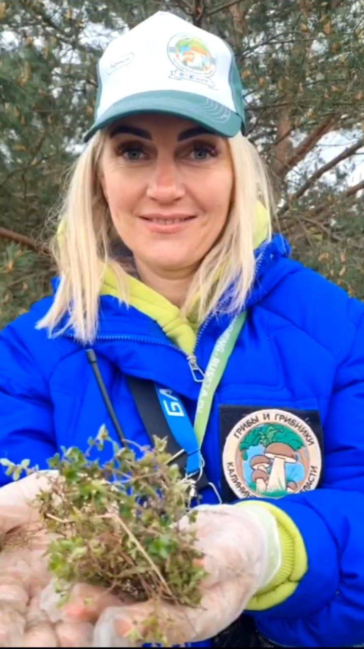 ЧАБРЕЦ, вкусная и поленая травка. время сбора. советы грибников. смотреть онлайн