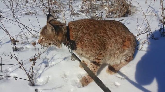 Рысь Яшма-как рысь охотится на полевых мышей._Lynx Jasper-how the lynx hunts field mice. смотреть онлайн