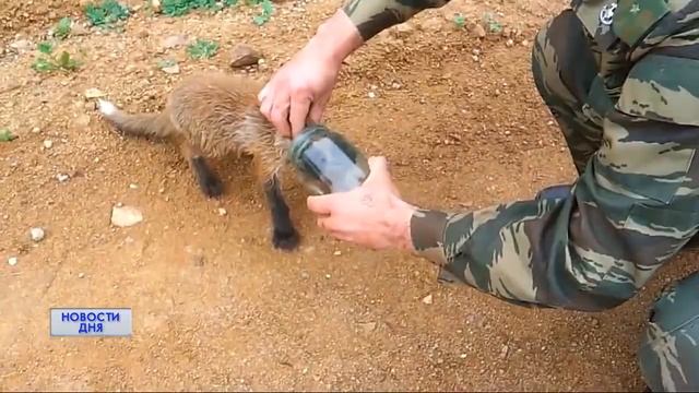 Попали в сеть: спасение лисенка смотреть онлайн