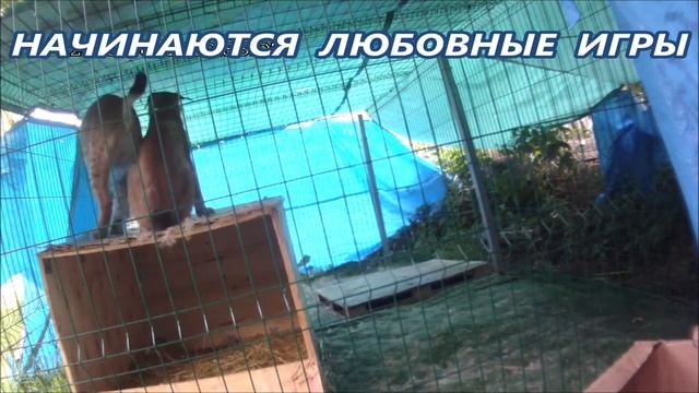 РЫСЬ ХОЧЕТ СЕКСА_ что то пошло не так смотреть онлайн