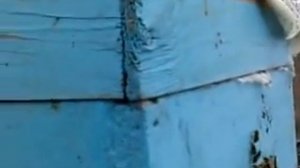 Облёт пчёл в теплице