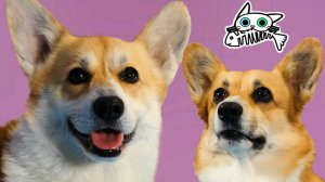 Готовим для коржиков — Кусь-шоу — Вкусняшки для любимых питомцев