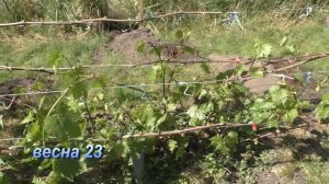 Можно ли садить 2 куста винограда в одну яму