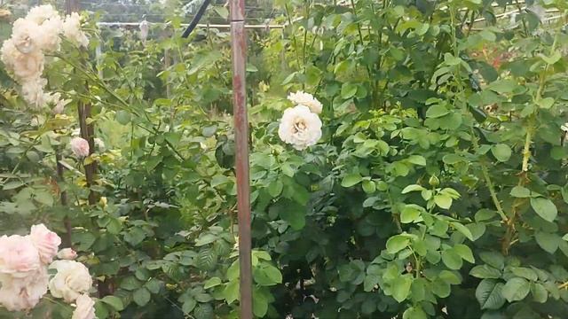 розы в моём саду смотреть онлайн