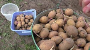 ОГОРОД! Сажаем картошку! ПРАЗДНИК!