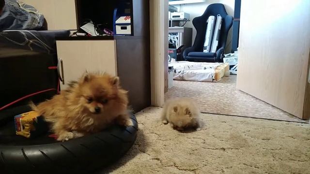 Майя померанка терроризирует Масю померанца смотреть онлайн