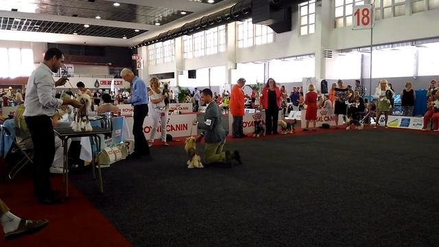 EDS 2016, BRUSSELS, 27.08.2016, Chinese Crested Dogs
