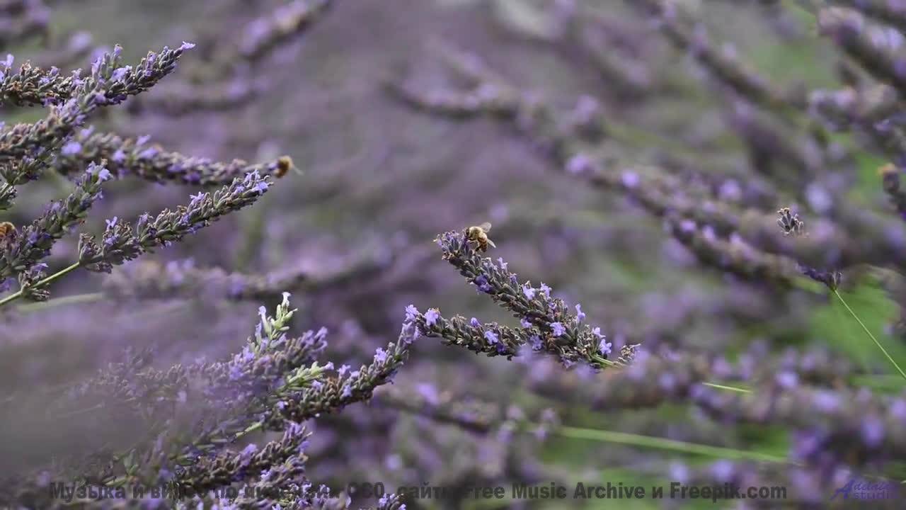 Видео, которое зарядит вас энергией на неделю вперед! - Wellspring Ft. Nathan Hall, Ananda Vaughan -