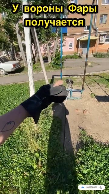 Лететь на руку не легко🪶 It's Not Easy To Fly#собака#животные#сказалишпиц#птицы#шпиц#звери