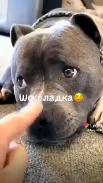 как назвать щенка девочку🍑