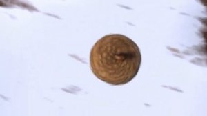 Потерянный орех смотреть онлайн » Мультфильмы