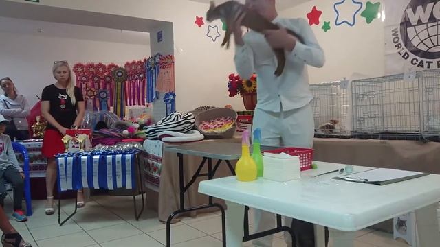 Выставка котов Cat show #abycoons #cats #abyssinian #abyss #catslovers #lovecats #cat смотреть онлайн