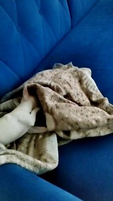 Где моя сосиска