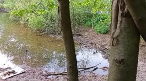 Скворец купается в пруду, птицы в зелени листвы поют свои песни.Вот такой майский день!