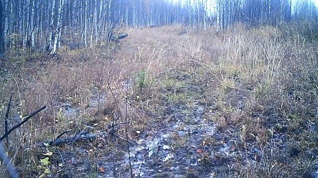 Кабаны 11 10 18 смотреть онлайн