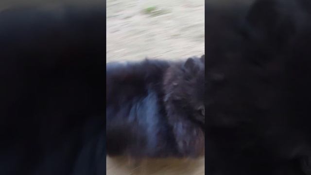 Прогулка шпица Локки 26 июля 2024