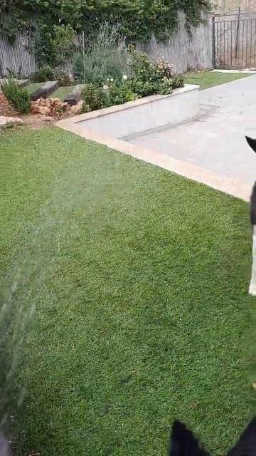 Jenny and Yorkie are taking a shower. 🐕💧| Дженни и Йорки принимают душ. 🐶🌊 смотреть онлайн