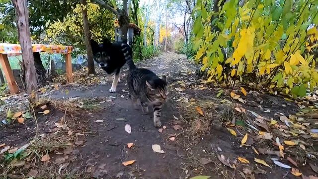 Славянск. 7 ноября 2024г. Вечер. смотреть онлайн