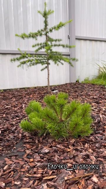 Сосна Пумилио #сосна #Пумилио смотреть онлайн