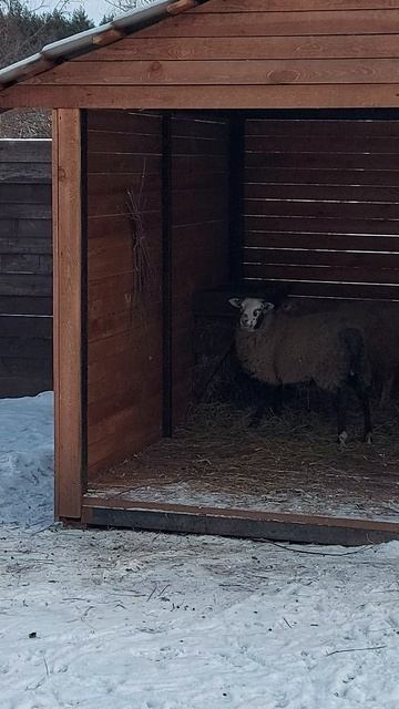 Как выглядит альпака.