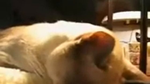 Кот устал ! Очень хочет спать ! смотреть онлайн