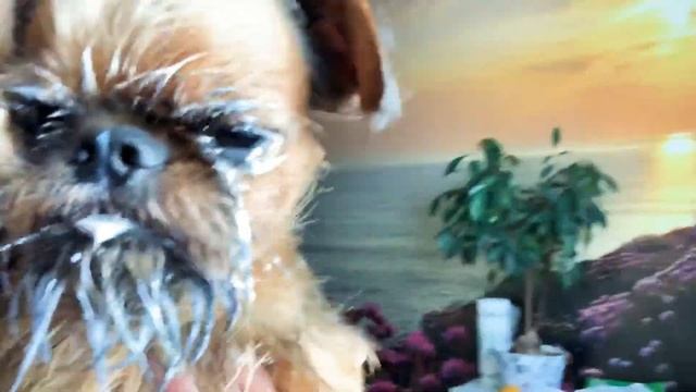 Прикол с собакой! Вкусный йогурт! смотреть онлайн