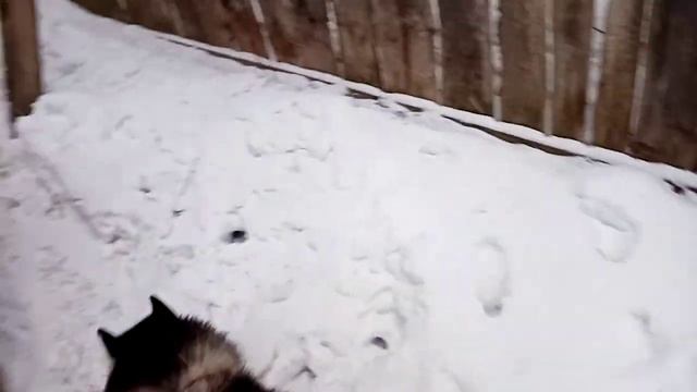 Хаски Шайнис - дочка Нюси, внучка Шайнис. Собака-улыбака. Не скачет ли принц? смотреть онлайн