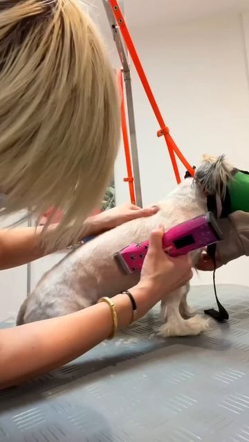 💥 А это Кто? Ши-Тцу в пальто 🐶 😀 смотреть онлайн