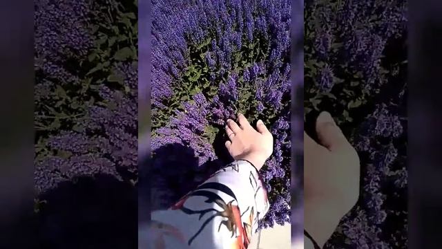 #Казань #влог Моя поездка в Казань..аквапарк,прогулки, закаты. смотреть онлайн