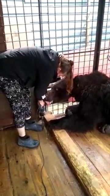 СОБАКА ИНВАЛИД ЗАЩИЩАЕТ МЯСО_ первый снег йоркширские терьеры смотреть онлайн