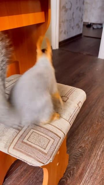 Белочка смотреть онлайн