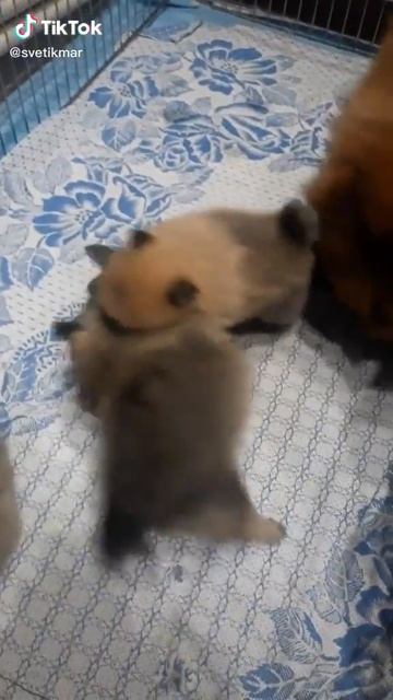 шпицы померанские