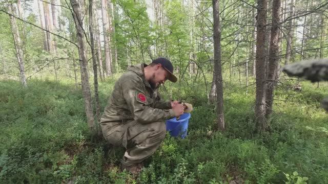 КУДА НЕ ГЛЯНЬ КРУГОМ ГРИБЫ. НАРВАЛСЯ НА МНОГО ГРИБОВ. СБОР ГРИБОВ ВЁДРАМИ. В КАРЕЛИЮ ЗА ГРИБАМИ смотреть онлайн
