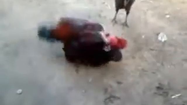 в мире животных прикол смотреть онлайн