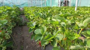 🍓Обзор сорта клубники АПРИКА🍓 06.05.2024. Ставрополь