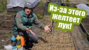 Почему ЖЕЛТЕЕТ ЛУК и как это исправить