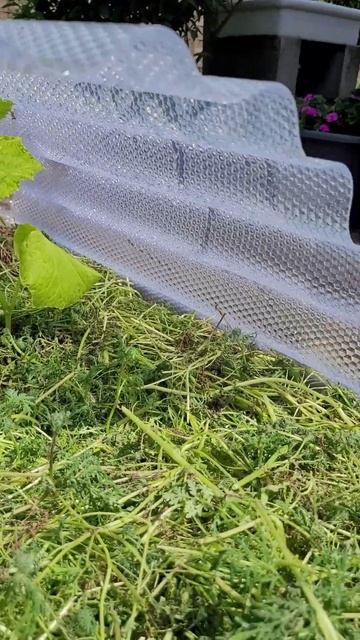 Пробные огурцы в середине мая! #усаньканадаче #дача #на смотреть онлайн