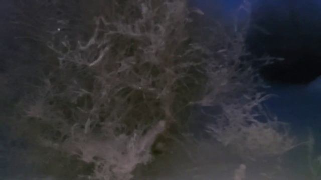 А у нас копчёная рыбка)))