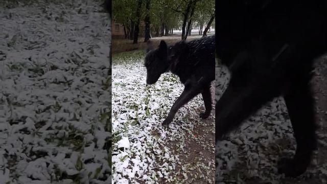 Май в разгаре ) Весенняя прогулка с Ведюшкой. С праздни смотреть онлайн