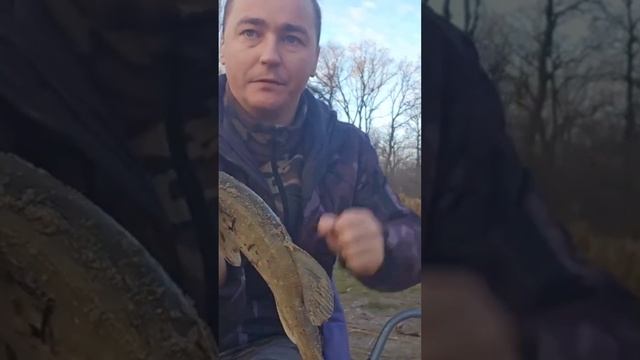 Рыбалка 🐟 на Epple See 2024г Клюнула щука (hecht) #рыбалка #angeln # смотреть онлайн