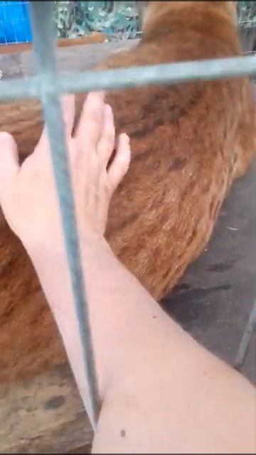 РЫСЬ ЯШМА ОБИДЕЛАСЬ, СИДИТ НА ДИЕТЕ смотреть онлайн