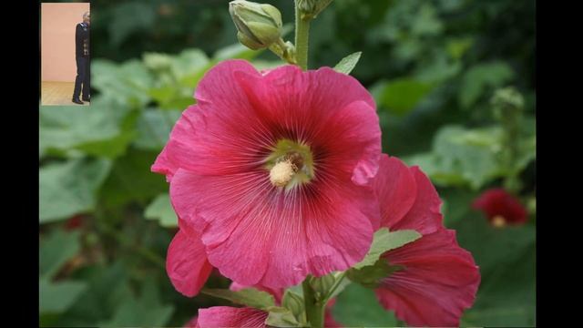 Өр яңа җыр. Флюр Абдеев башкара.Тик картаймый күңел. смотреть онлайн