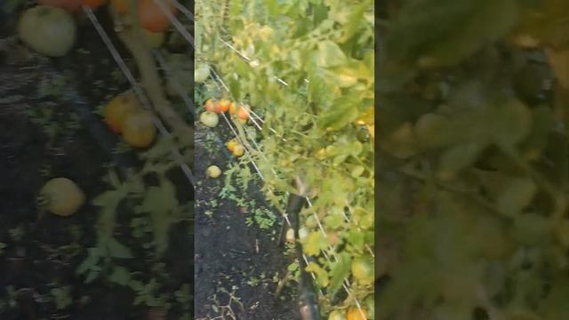4 СЕРПНЯ #2024 #ТОМАТИ ЧИМ ОБРОБИТИ Щоб НЕ ВТРАТИТИ #ВРОЖАЙ #TOMATO#Pomodori##Პომიდვრები#番茄#Tomater смотреть онлайн