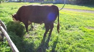 Архив. №22. Никита вопрошает, а приговорённый к смерти почти не отвечает.