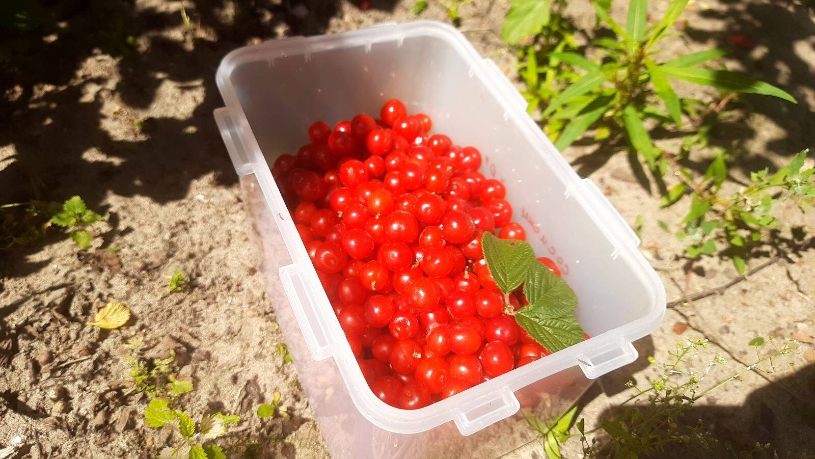 ПРОВЕРИЛА ВКУСНЕЕ НЕТ ВИШНЕВЫЙ СИРОП БЕЗ КОСТОЧЕК смотреть онлайн