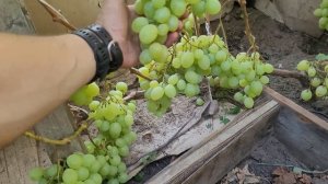 Спонсор. Обзор сорта. Виноград в Калининграде